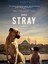 Stray 2021