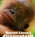 Secret Lives of Orangutans (2024) Sub Indo
